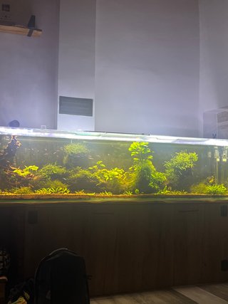 Plantas acuáticas y tronco olivo
