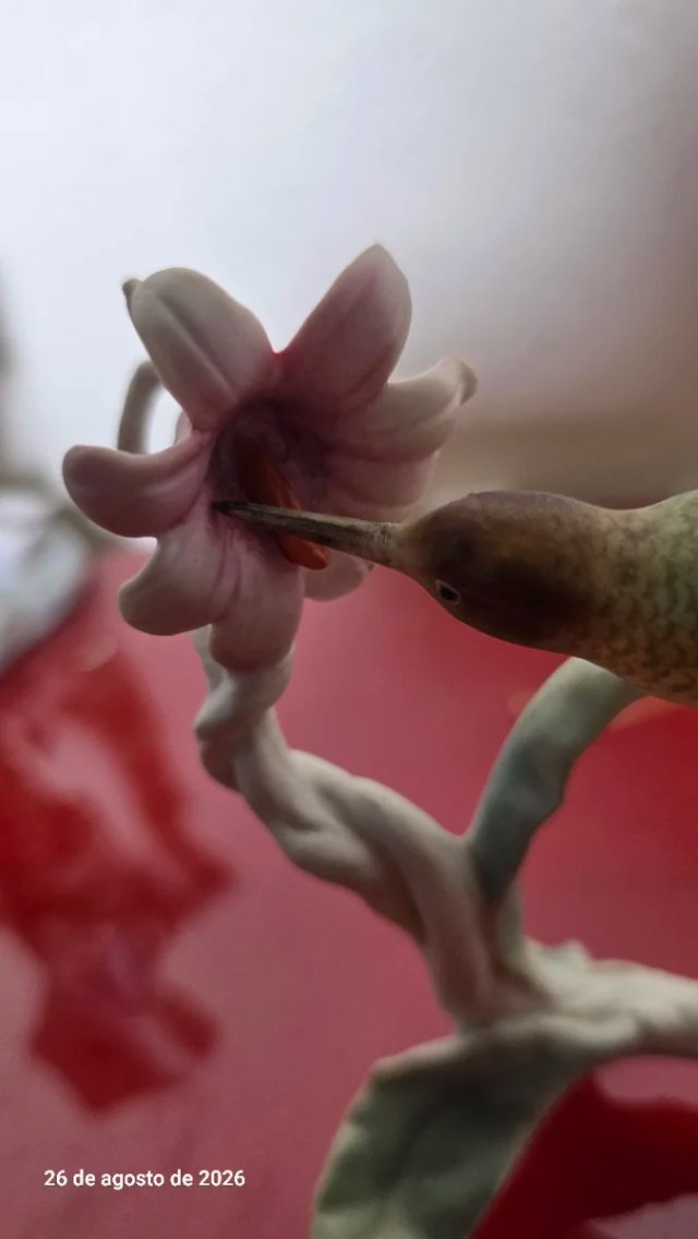 Figura Colibrí Porcelana Alemana Kaiser