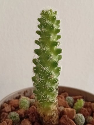 Cactus Mammillaria genética 50 años