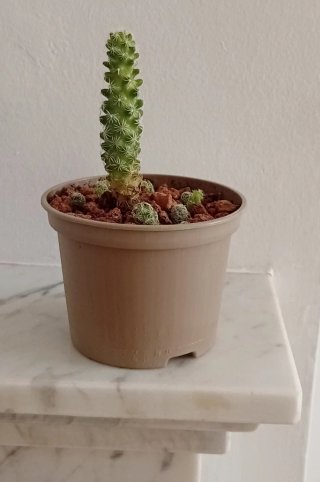 Cactus Mammillaria genética 50 años
