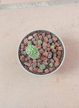 Cactus Mammillaria genética 50 años