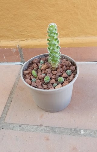 Cactus Mammillaria genética 50 años