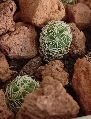 Cactus Mammillaria genética 50 años