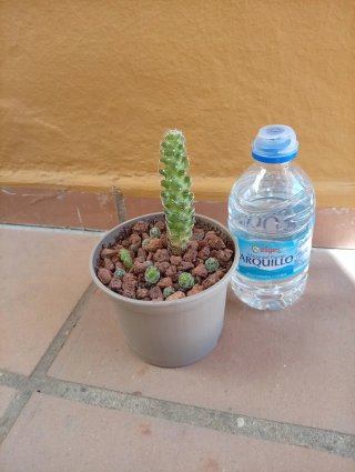 Cactus Mammillaria genética 50 años