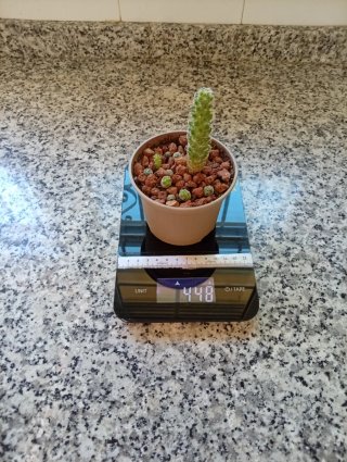Cactus Mammillaria genética 50 años
