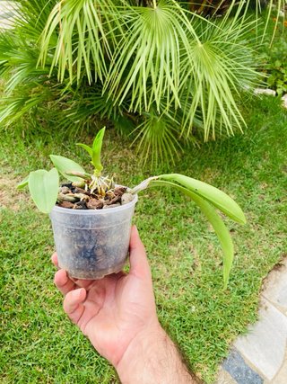 Schomburgkia brysiana alba