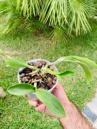 Schomburgkia brysiana alba