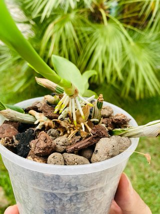 Schomburgkia brysiana alba
