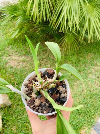 Schomburgkia brysiana alba