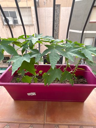 Plantas de papaya en maceta