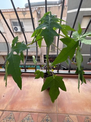 Plantas de papaya en maceta