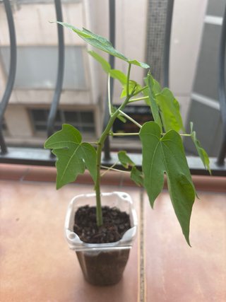 Plantas de papaya en maceta