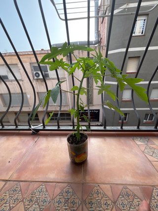 Plantas de papaya en maceta