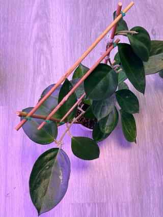Hoya icensis