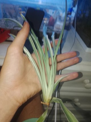 Planta de araña variegada