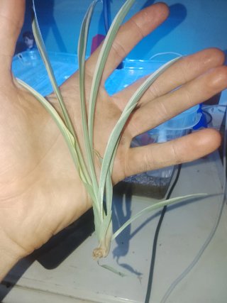 Planta natural
