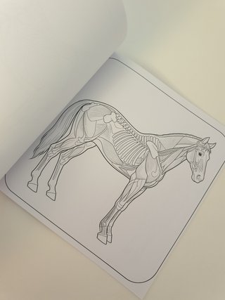 Libro de colorear Caballos anatomía