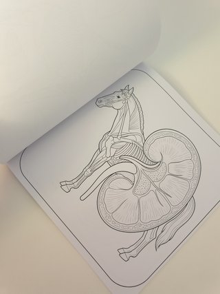 Libro de colorear Caballos anatomía