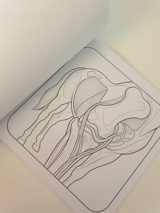 Libro de colorear Caballos anatomía