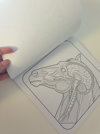 Libro de colorear Caballos anatomía