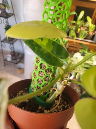 Philodendron Burle Marx Variegado
