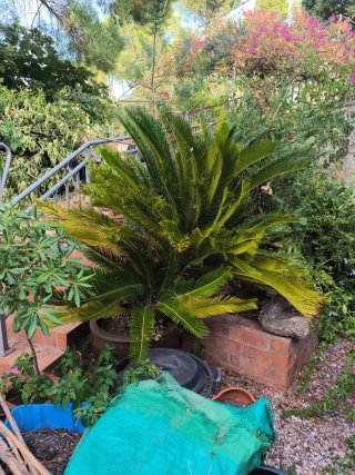 Cycadales planta
