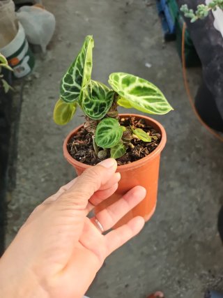 Anthurium Dorayaki