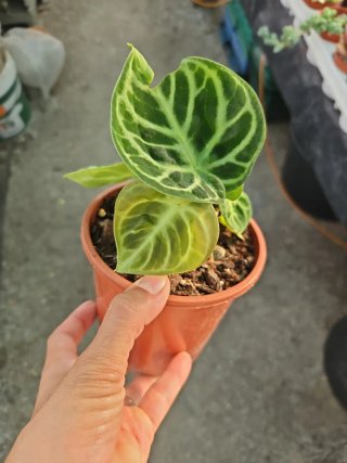 Anthurium Dorayaki