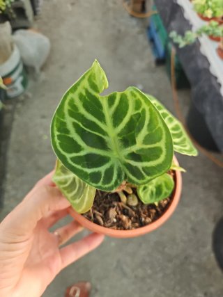 Anthurium Dorayaki