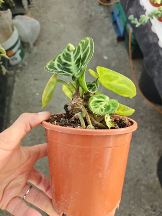 Anthurium Dorayaki