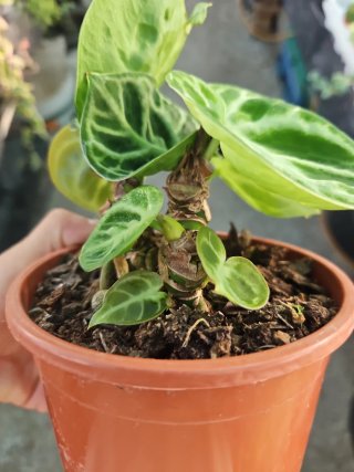 Anthurium Dorayaki
