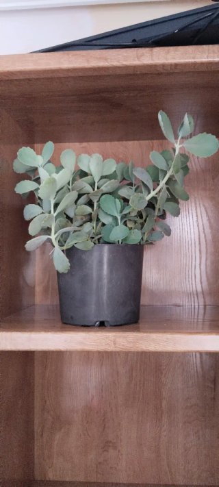 Planta Suculenta Kalanchoe en Maceta
