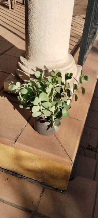 Planta Suculenta Kalanchoe en Maceta