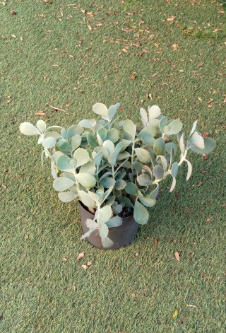 Planta Suculenta Kalanchoe en Maceta