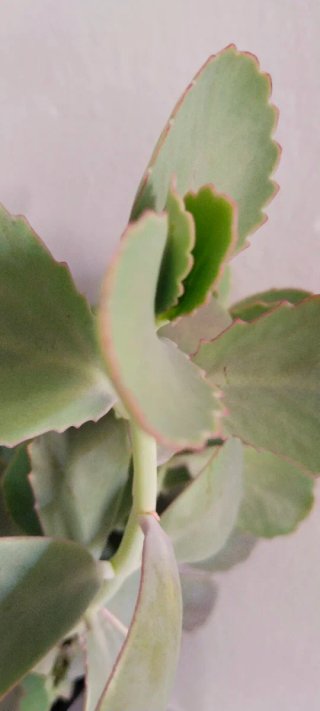 Planta Suculenta Kalanchoe en Maceta