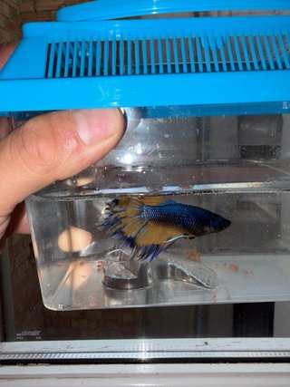 Jaula para pez Betta azul y amarillo