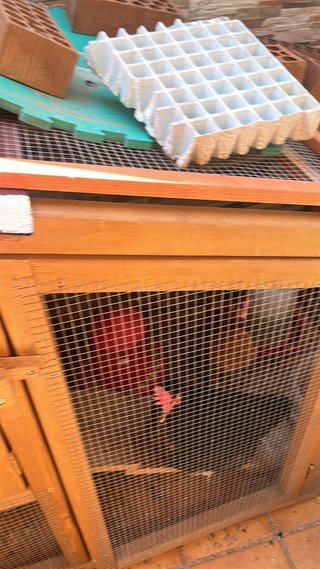 Gallinero hecho a mano para 6 gallinas ,