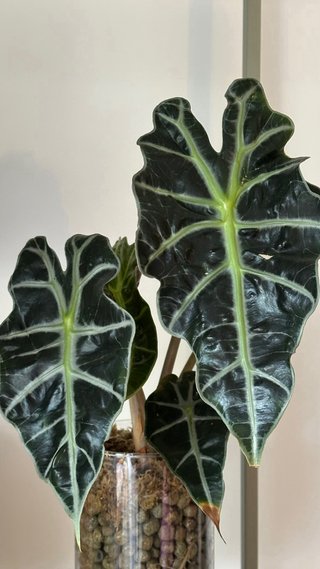 Cormo Alocasia Polly (1 unidad).