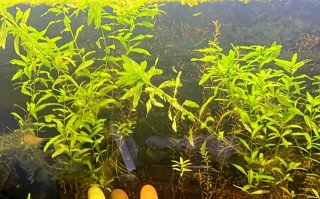 Hygrophila polysperma para acuario