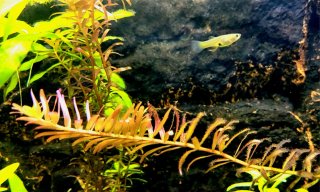 Rotala Blood - Planta Acuario