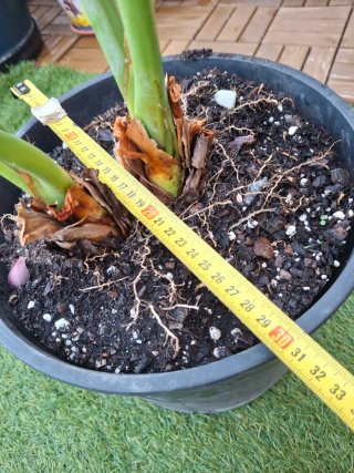 Ave del paraiso Strelitzia reginae