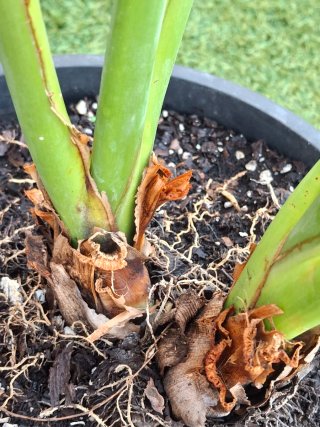 Ave del paraiso Strelitzia reginae
