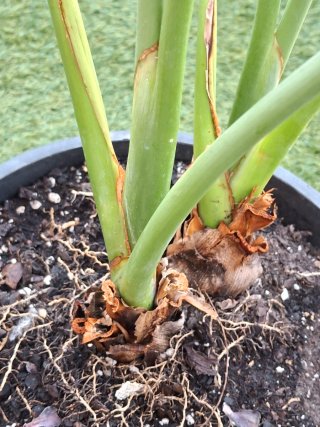 Ave del paraiso Strelitzia reginae