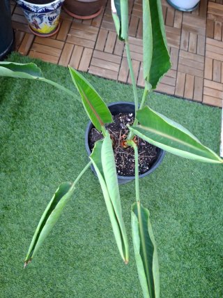 Ave del paraiso Strelitzia reginae