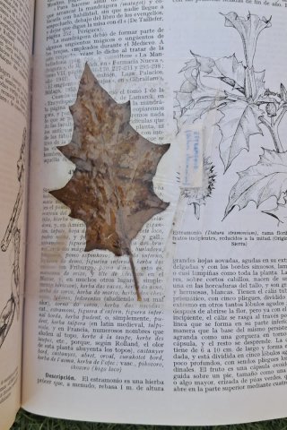 PLANTAS MEDICINALES  El Dioscorides renovado