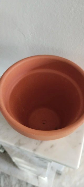 Planta Guzmania con macetero terracota