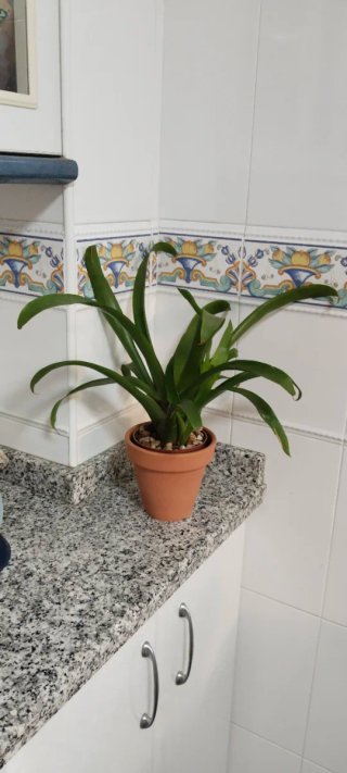 Planta Guzmania con macetero terracota