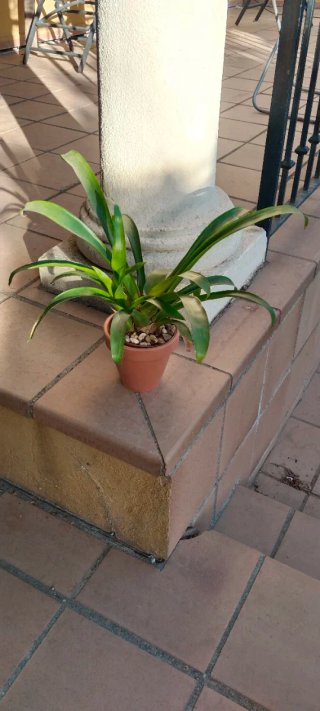 Planta Guzmania con macetero terracota