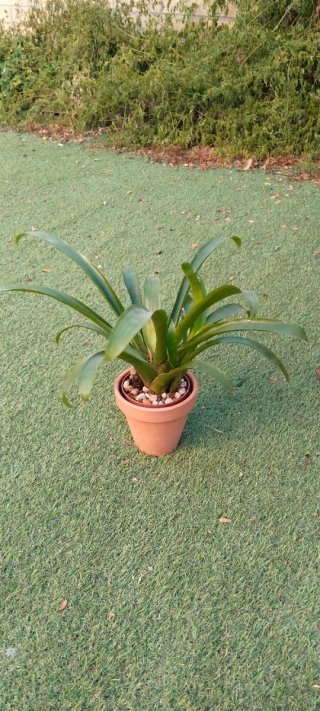 Planta Guzmania con macetero terracota