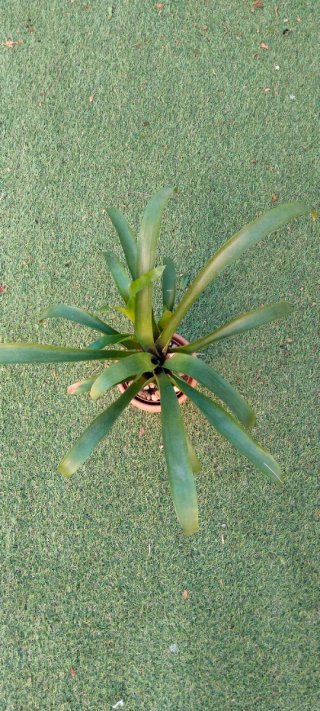 Planta Guzmania con macetero terracota